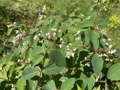 Apocynum × floribundum