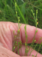 Linum medium