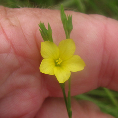 Linum medium