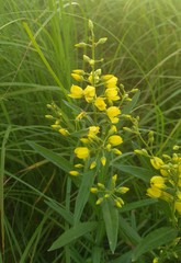 Lysimachia davurica