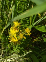 Hypericum maculatum