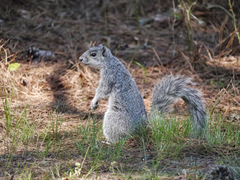 Sciurus niger cinereus