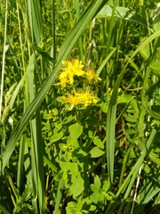 Hypericum maculatum