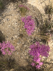 Zeltnera beyrichii