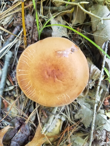 Lactifluus volemus — (c) Kevin Speray, some rights reserved (CC BY)