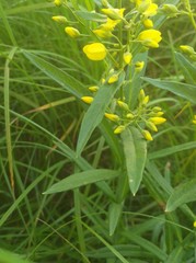 Lysimachia davurica