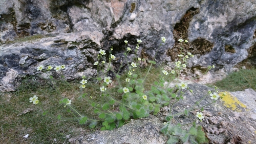 Saxifraga arachnoidea