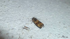 Celypha flavipalpana