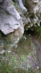 Moehringia