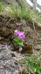 Primula spectabilis