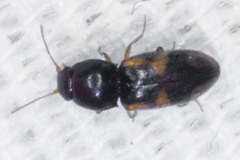 Paradonus inops