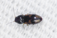 Paradonus inops