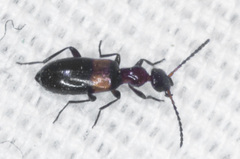 Ischyropalpus nitidulus