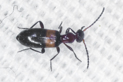 Ischyropalpus nitidulus