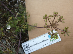 Lomatium dasycarpum