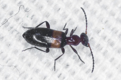 Ischyropalpus nitidulus