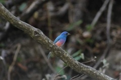 Passerina rositae