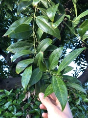 Cocculus laurifolius