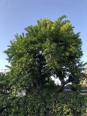 Cocculus laurifolius