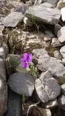 Viola dubyana