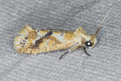 Acrolophus laticapitana