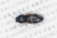 Paradonus inops