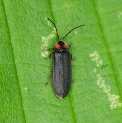 Lucidota punctata