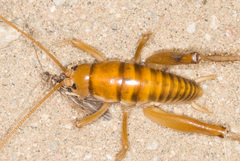 Ceuthophilus hesperus