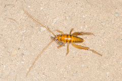 Ceuthophilus hesperus