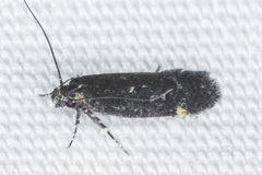 Chionodes lophosella