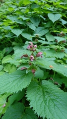 Lamium orvala