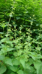 Scrophularia vernalis