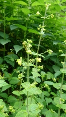 Scrophularia vernalis