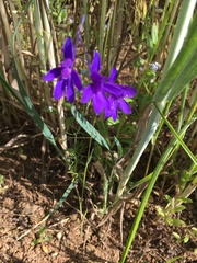 Delphinium consolida
