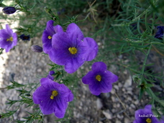 Nierembergia linariifolia