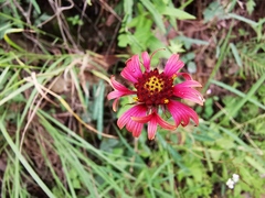 Gaillardia mexicana