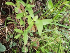 Gaillardia mexicana