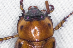 Cyclocephala pasadenae