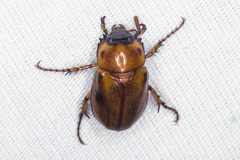 Cyclocephala pasadenae