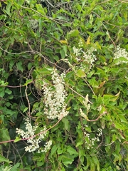 Polygoneae