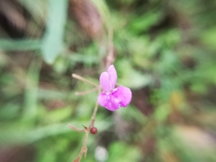Desmodium psilophyllum