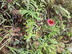 Gaillardia mexicana