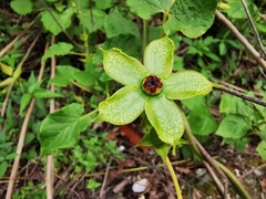 Gonolobus erianthus
