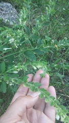 Scutellaria albida