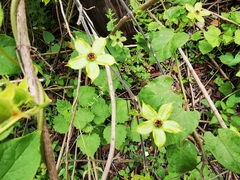 Gonolobus erianthus