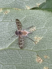 Furia ithacensis