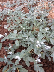 Heliotropium supinum