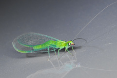 Chrysoperla pudica-group