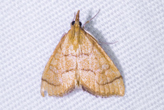 Udea octosignalis