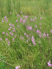 Physostegia pulchella